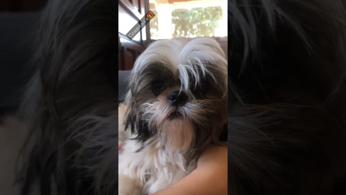 'Video thumbnail for My Shih Tzu puppy having her period🩸| GRUMPY DOG'