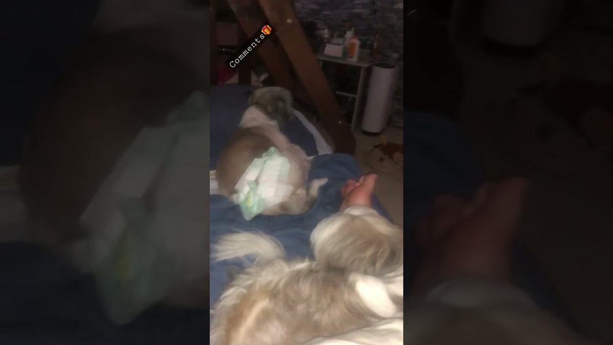 'Video thumbnail for Good MorNight from my Shih Tzu Puppies 🐾🐶🥱'