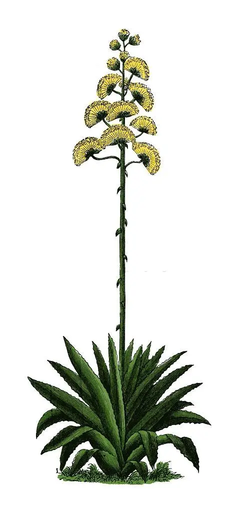 flor de agave