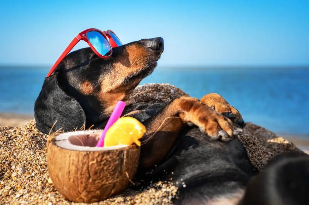 perro disfrutando verano