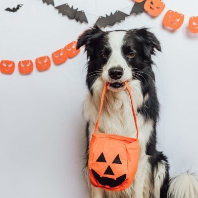 Receta galletas Halloween para perros