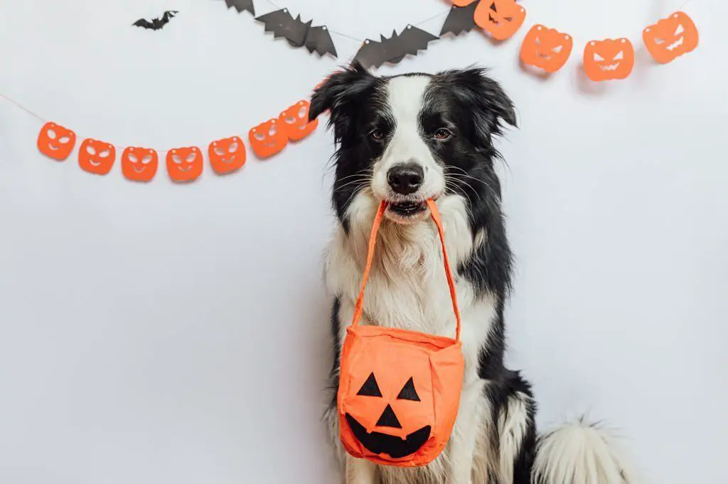 Galletas de Halloween para Perros 🍪🎃🐶 ¡Muy Fáciles!