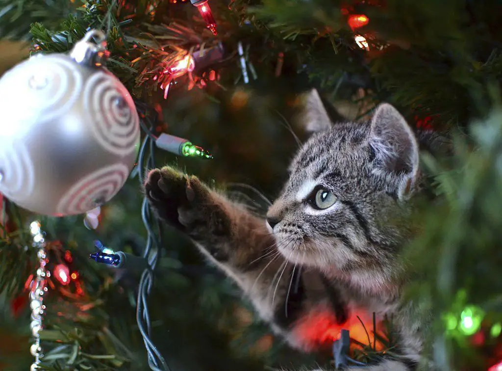 Árboles de Navidad para gatos