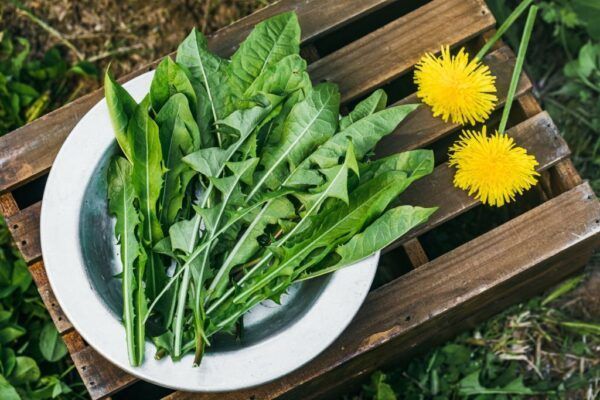 Tarassaco Comune Messicano Biologico (Diente De Leon), Erba Intera Fresca, Marca RR LLC