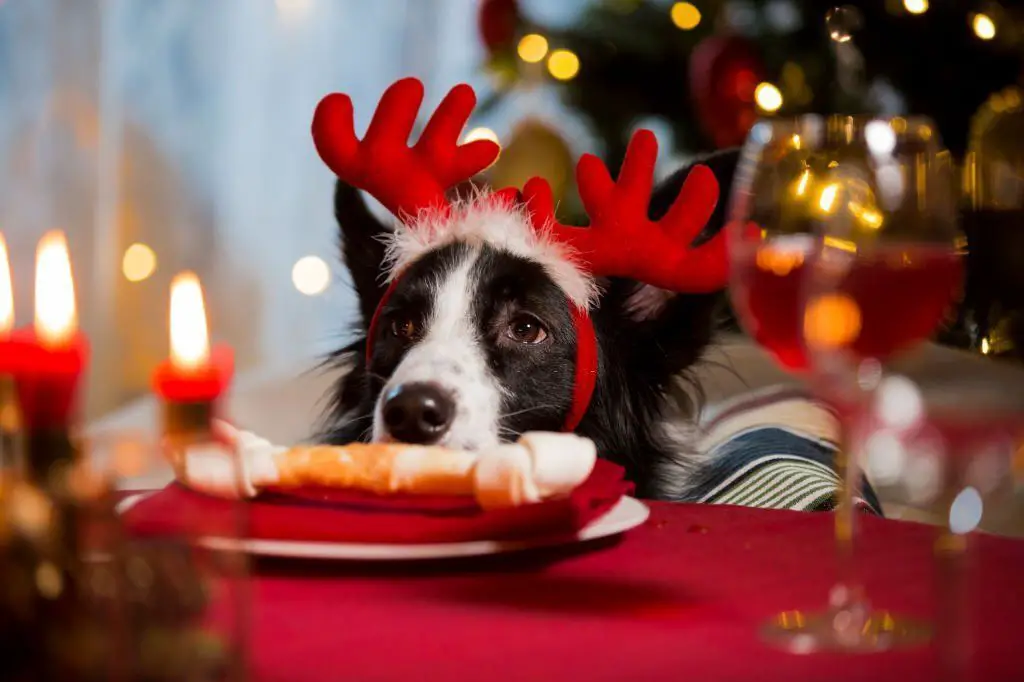 Recetas de Navidad para perros