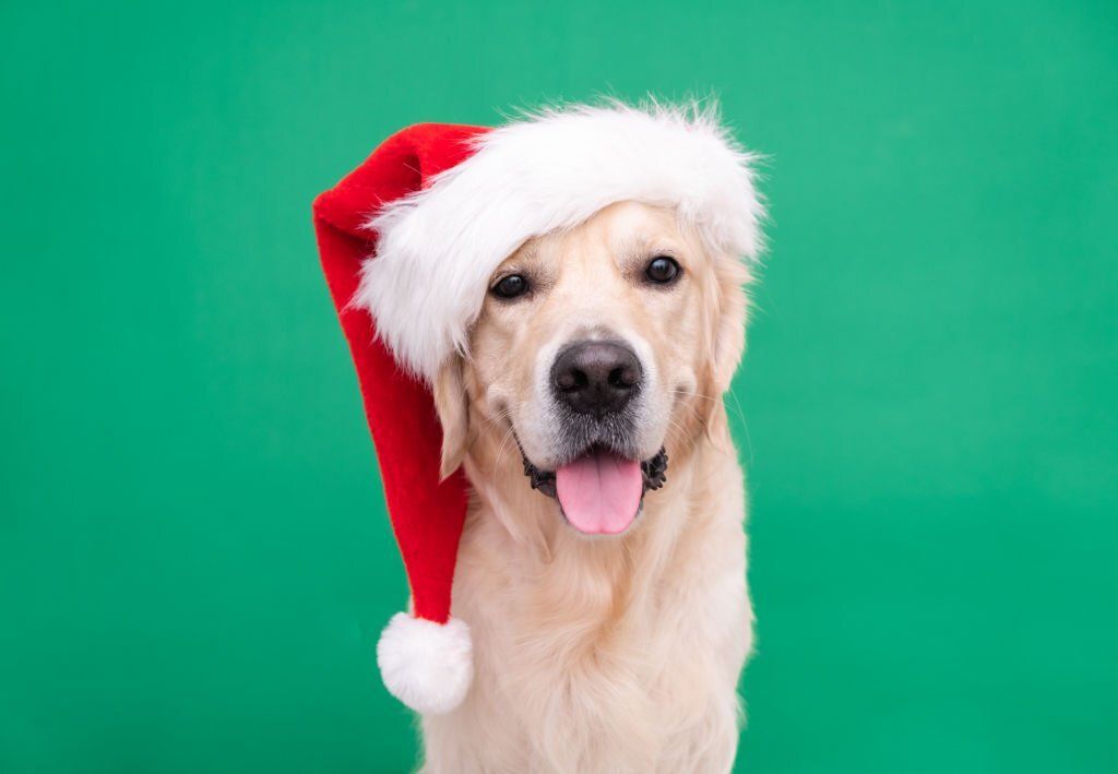 Recetas de Navidad para Perros: menú 100% APTO