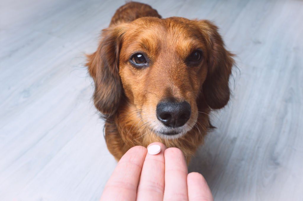 Cómo dar pastillas a perros