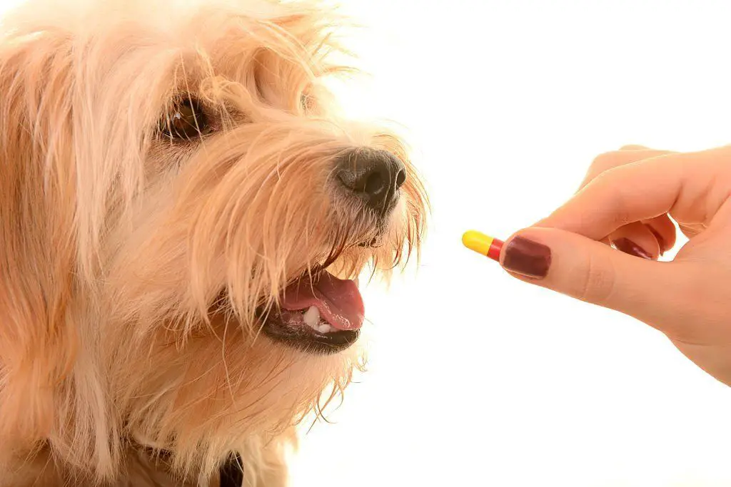 Cómo dar pastillas a un perro