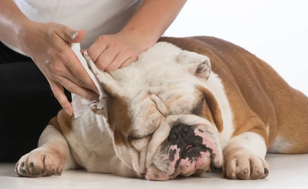 Limpiar orejas a mascota