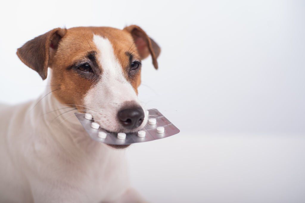 Pastillas en la boca de un perro