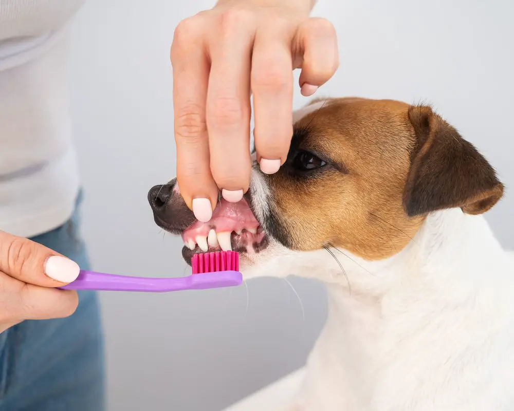 Perro lavado de dientes