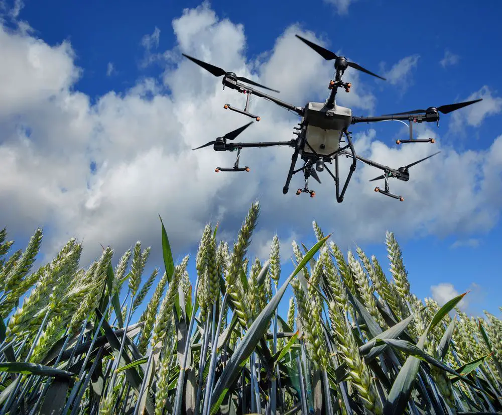 Dron pulverizando herbicida sobre campo de trigo