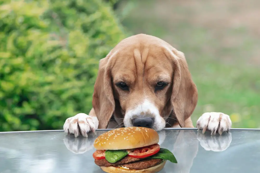 Los perros pueden comer hamburguesas