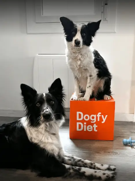 Cliente Dogfy Diet Opiniones Google Reseñas