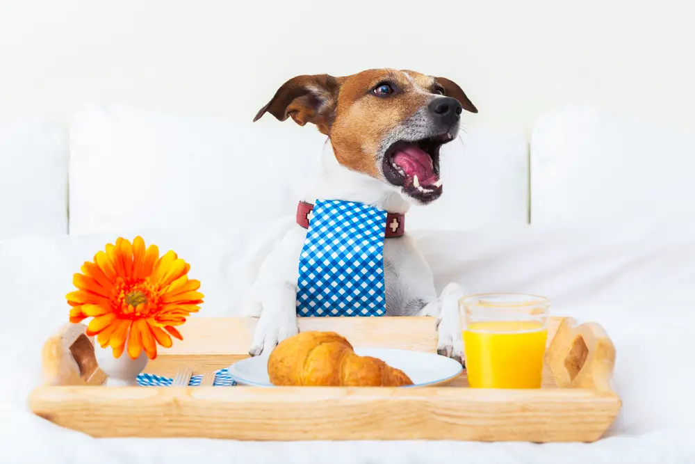 Desayunos para Perros 🥞🐶 | Ideas y Beneficios