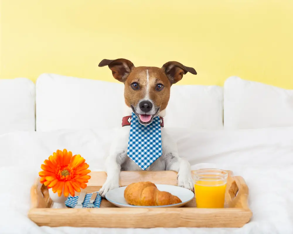 Recetas de desayunos para perros