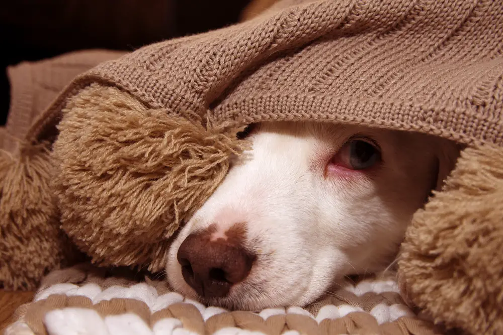 Perro asustado escondido debajo de una manta